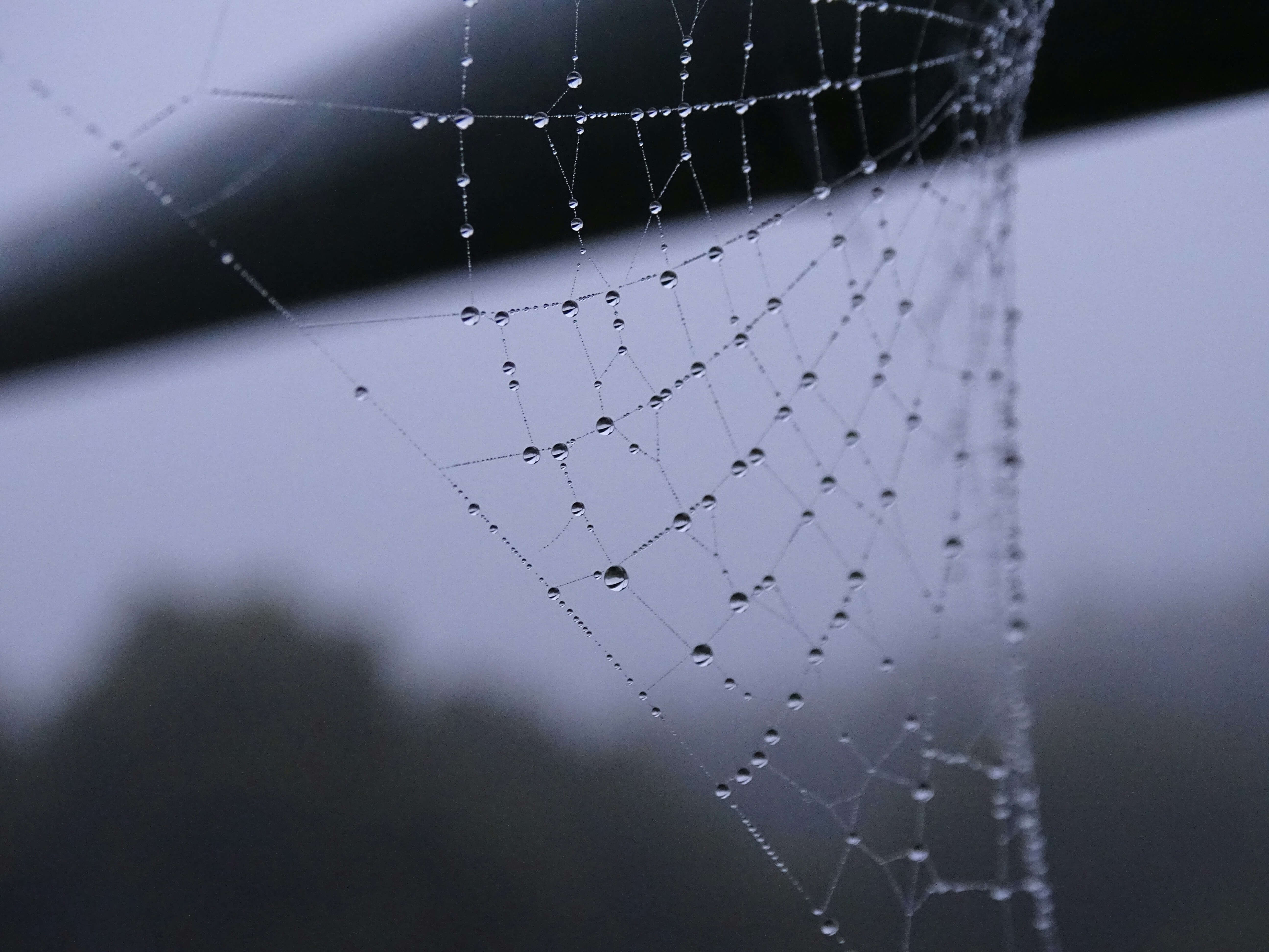 A spider web signiying one been stucked
